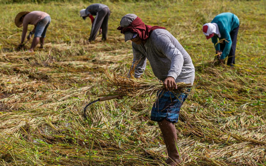 Peasant group hits proposed agriculture budget cuts, demands higher subsidy