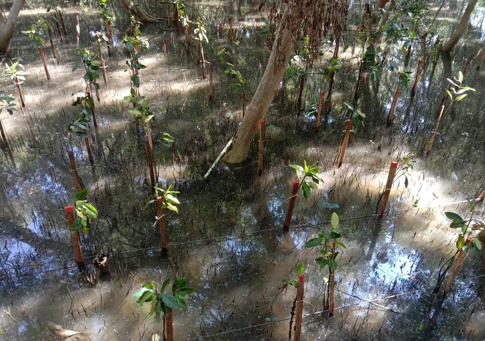 Green groups seek probe into corporate giant’s mangrove planting initiatives