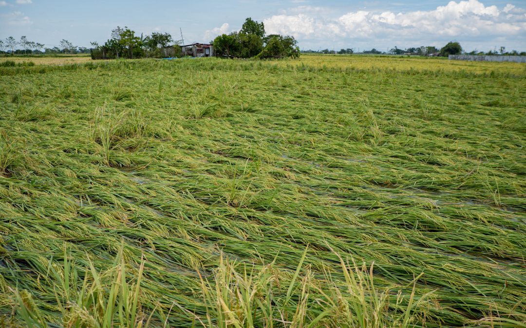 Strong typhoon underscores need to abandon fossil fuels, green group says