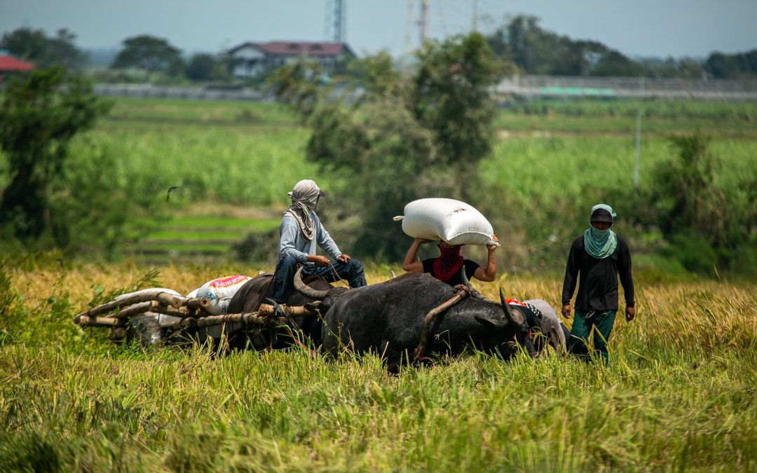 Gov’t urged to increase local rice procurement fund, halt importation