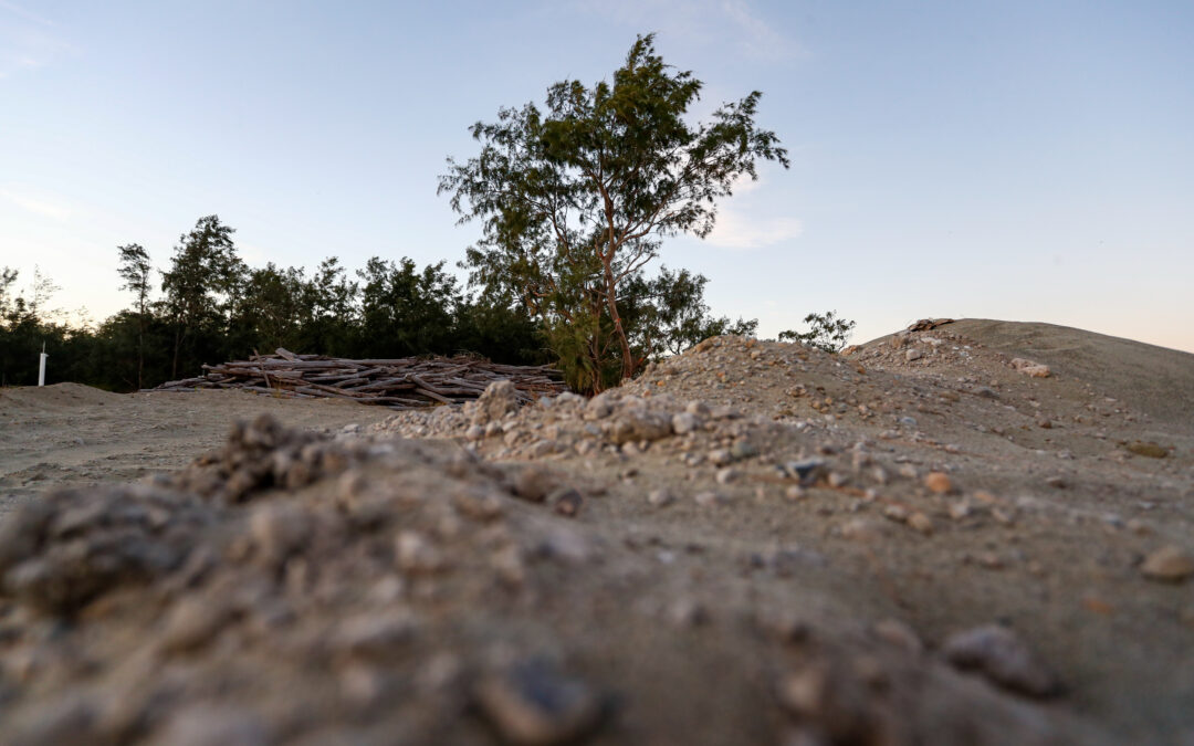 IN PHOTOS: Dying timberland contributes to temperature rise