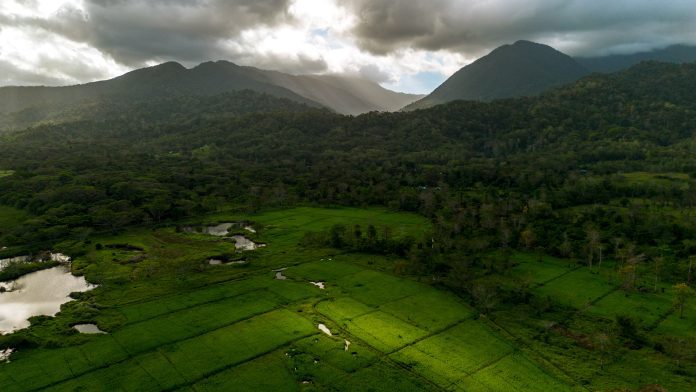 Should forestry be part of Philippine NDC?